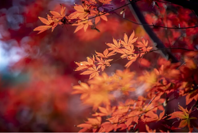 ��¥������