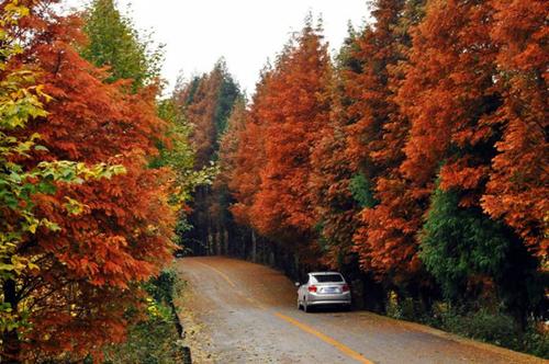ɽ��ƺʯ�־���